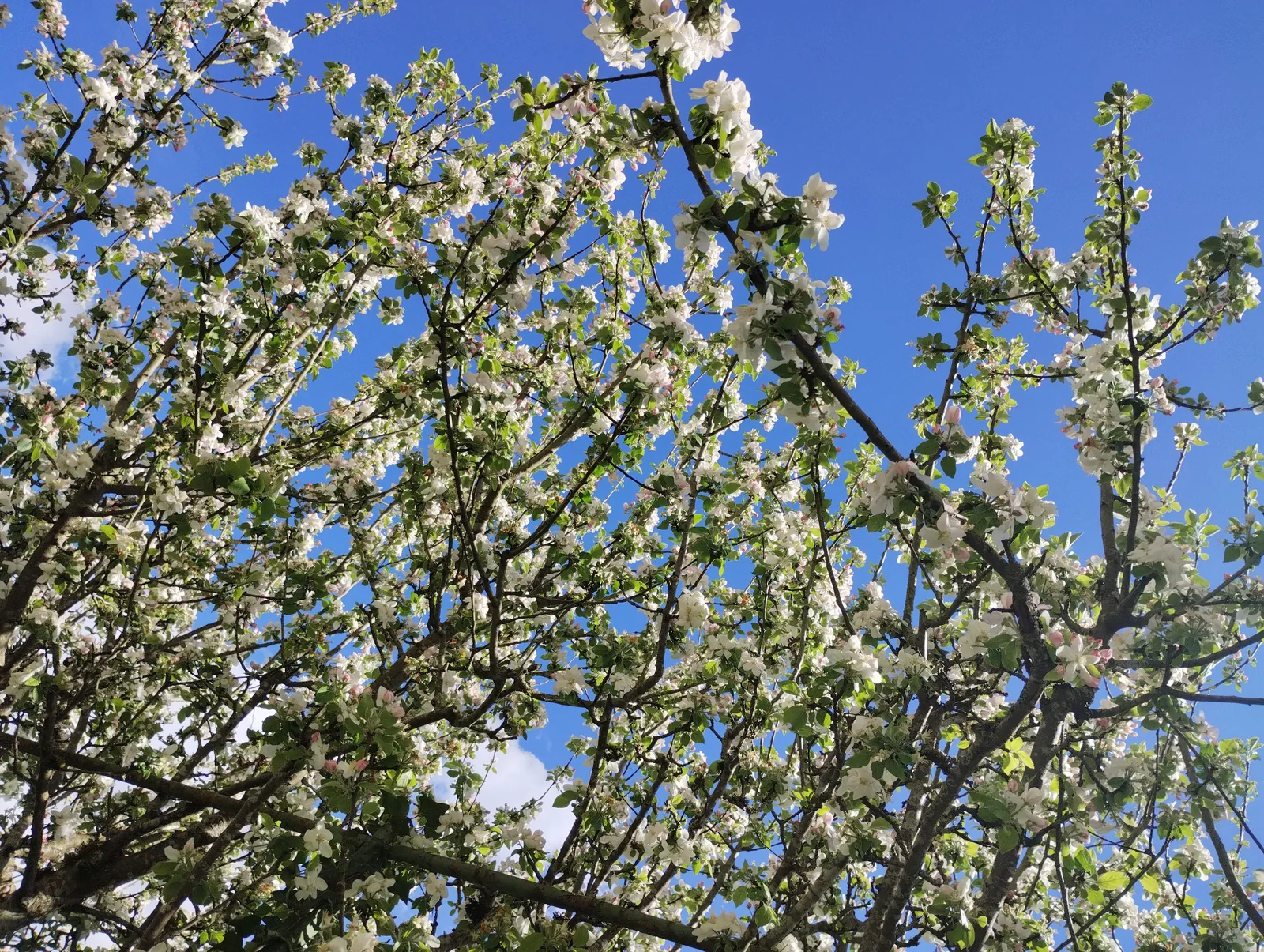 Branches fleuries ouvertes sur un ciel bleu, image de souffle et de légèreté