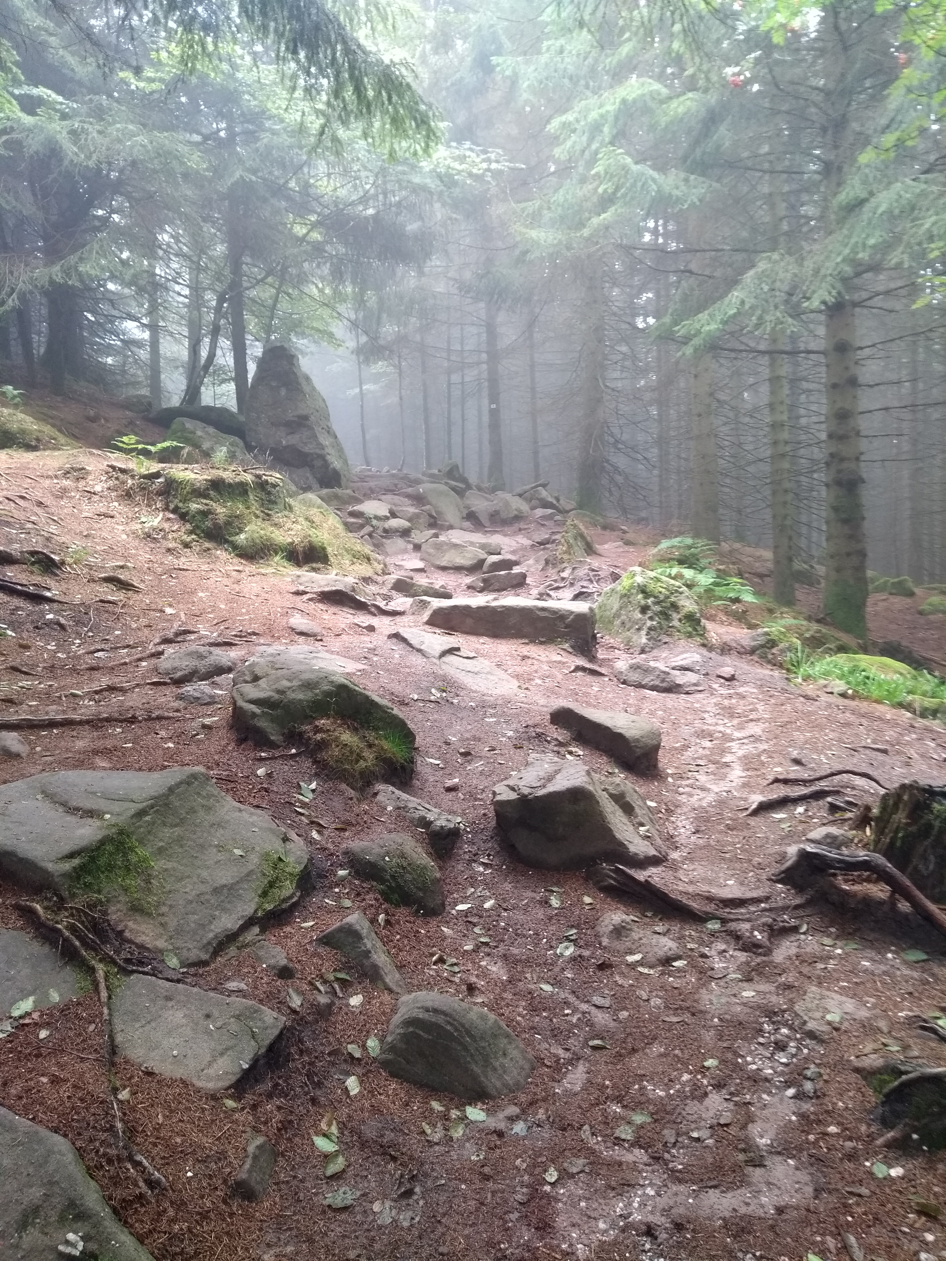 Chemin de forêt brumeuse, comme un passage intérieur qui se dessine pas à pas