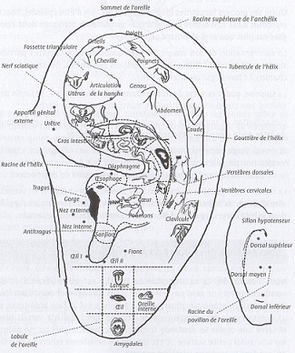 Oreille