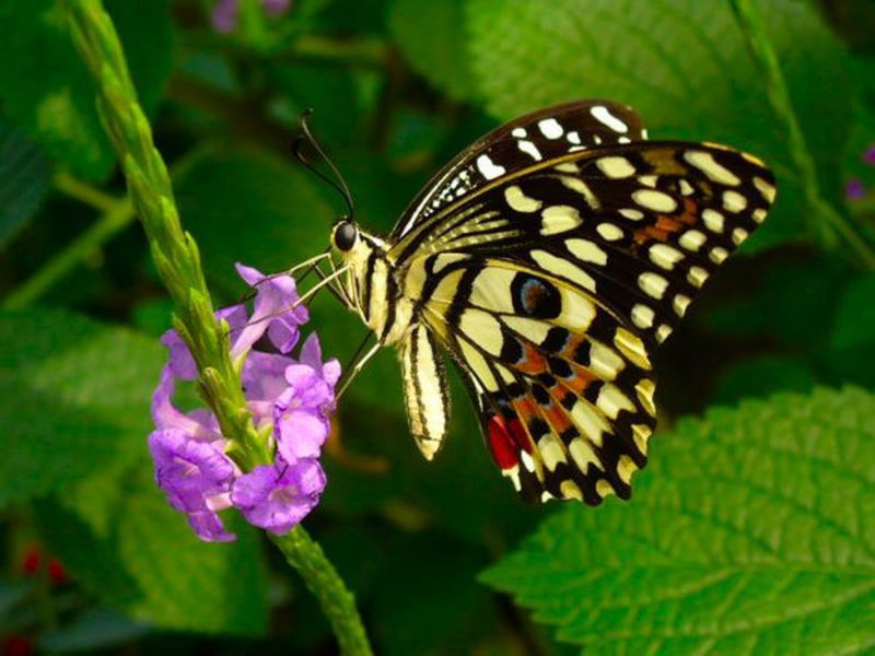 papillon sur fleur 800x600