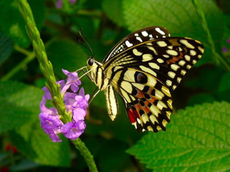 papillon sur fleur